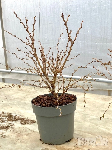 Череша Фуджи (Prunus incisa ‘Kojou-no-mai’), снимка 5 - Градински цветя и растения - 53692040