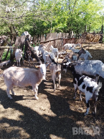 ярета кози , снимка 1