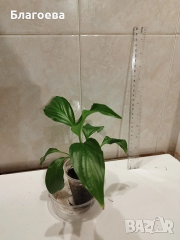 Спатифилум/Лилия на мира, снимка 2 - Стайни растения - 52225068