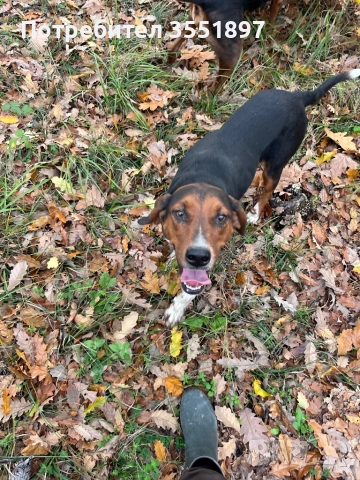 Продавам четири ловни гончета , снимка 9 - Гонче - 52538759