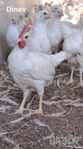 Бял легхорн ярки, кокошки , снимка 2 - Кокошки и пуйки - 51671476
