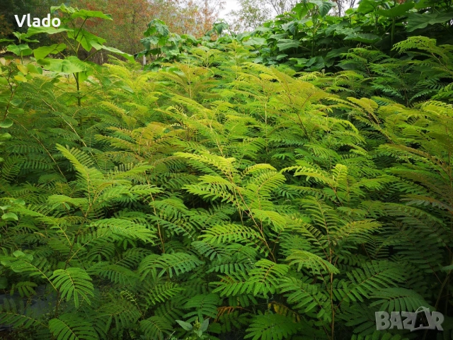 Албиция(Albizia), снимка 5 - Градински цветя и растения - 52443884