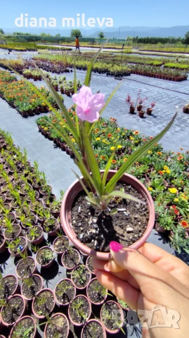 Руелия, Мексиканска петуния в три различни цвята!, снимка 3 - Градински цветя и растения - 50923578