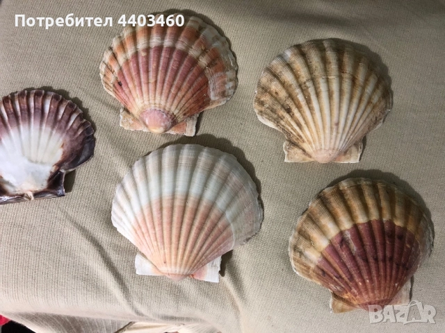 Декоративни миди Пектен (средиземноморски)