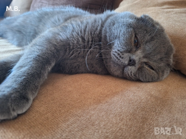 Британец търси партньорка, снимка 4 - Търси партньор - 53878991