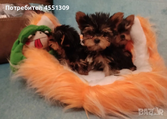 Йоркширски териер мини, снимка 4 - Йоркширски териер - 52881819