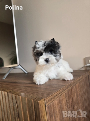 Момиче родословна принцеса, снимка 3 - Йоркширски териер - 53202768