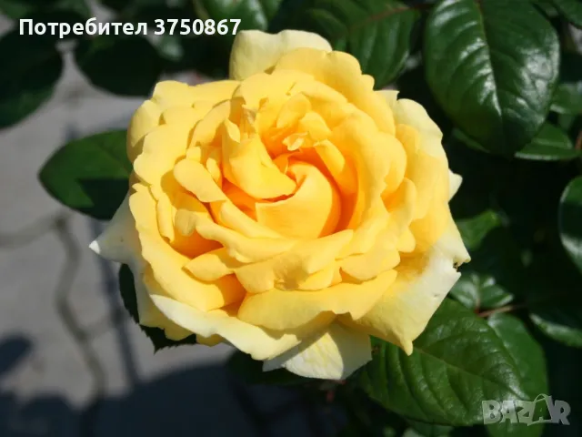 🌹 РОЗА 🌹 MICHELANGELO ® Meitelov 🌹, снимка 2 - Градински цветя и растения - 49671901