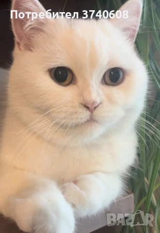 Британски котета. , снимка 7 - Британска късокосместа - 53879130