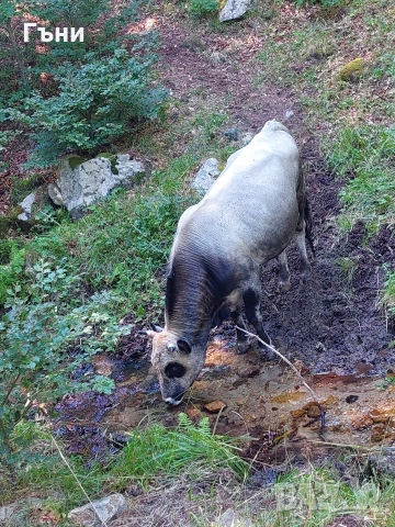 бикове и крави