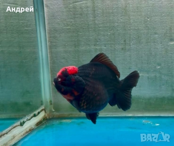 Оранди ( Златни рибки), снимка 2 - Рибки - 51499080