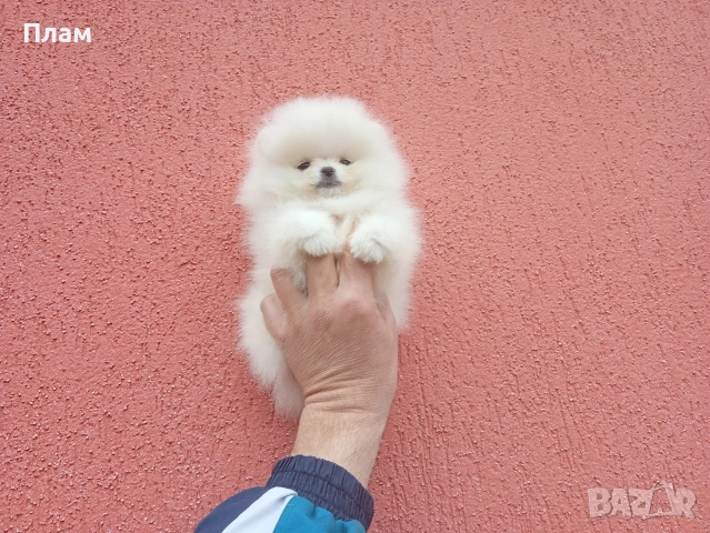 Бели Померани., снимка 6 - Померан - 54105599