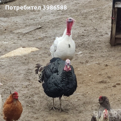 Пуяк.Фитор или кой както му вика., снимка 2 - Кокошки и пуйки - 53437420