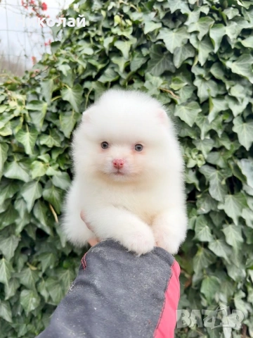 Померан мини момче. Померанче, снимка 3 - Померан - 53970940