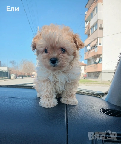 Той пудел /Малтипу- момче, снимка 5 - Пудели - 53683639