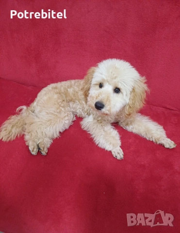 Мини пудел априкот , снимка 2 - Пудели - 53797935