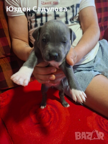 Питбул бебета, снимка 10 - Питбул - 54087165