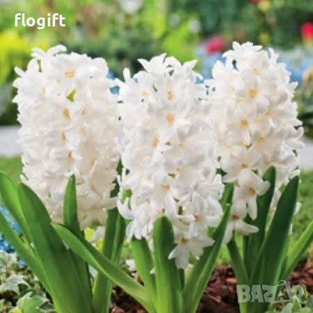 Иглика,Карамфил,Теменужка,Парички,Циклама,Зюмбюл за 8 Март, снимка 12 - Градински цветя и растения - 53012453