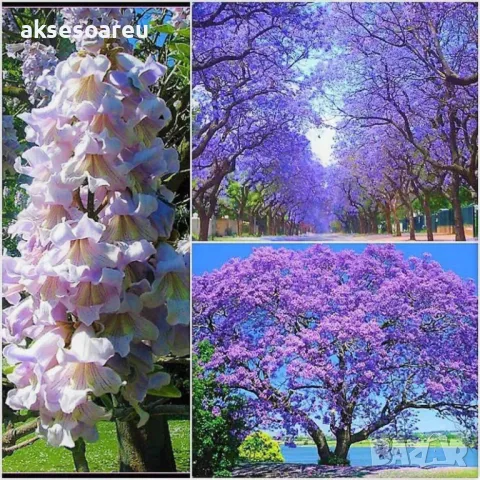 400 Качествени семена от медоносно дърво пауловния томентоса за пчелари дървен материал и сянка , снимка 15 - Сортови семена и луковици - 50391176