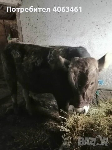 Продавам теле 