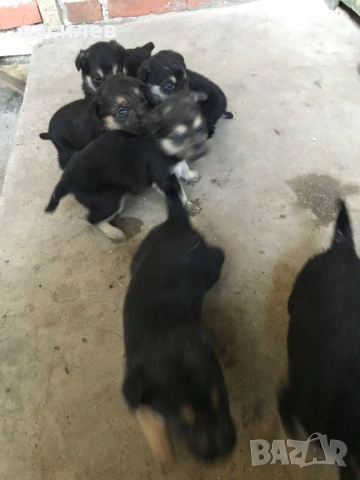 немска овчарка