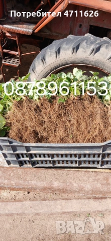 Разсад ягоди целогодишни , снимка 18 - Разсади - 53613985
