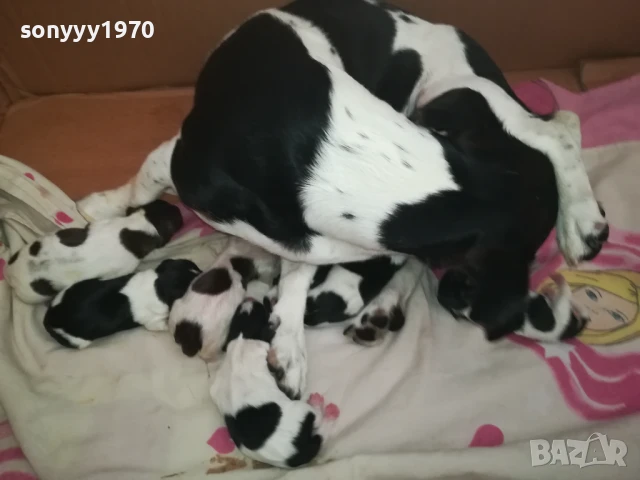 ДЖАК РЪСЕЛ БЕБЕТА 1408252035