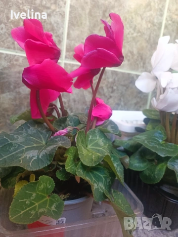 Циклама розова и червена