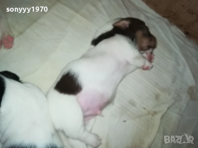 ДЖАК РЪСЕЛ БЕБЕТА-УНИКАЛНИ СЛАДУРИ 250ЛВ ЗА ЕДНО 0109251927, снимка 8 - Джак ръсел териер - 51570062