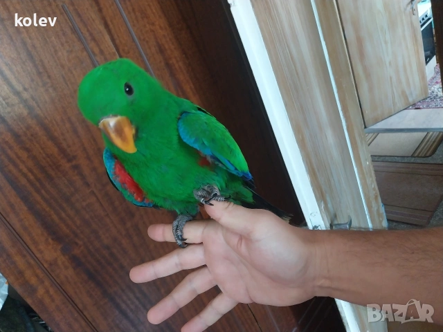 Папагал Еклектус мъжки /бебе , снимка 4 - Папагали - 53571247