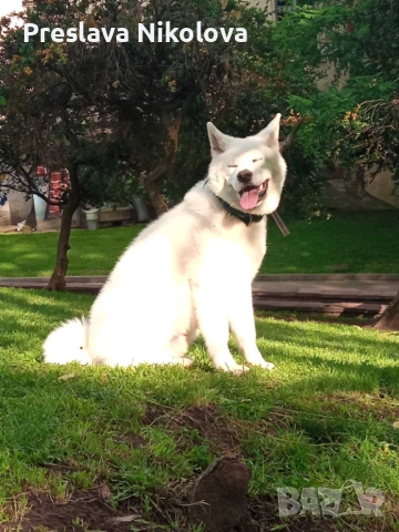 Акита Ину мъжки търси партньорка, снимка 2 - Търси партньор - 53932323