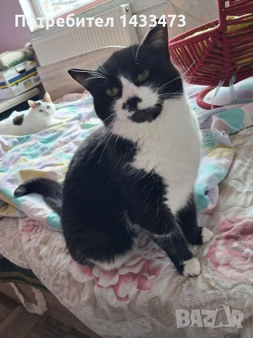 Хубавата Адолфина търси дом 