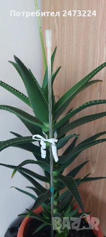 Алоета различни големини , снимка 2 - Стайни растения - 51935522