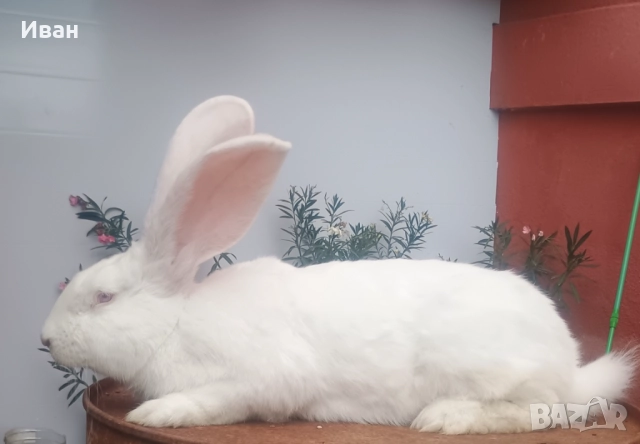 Бял великан, снимка 1