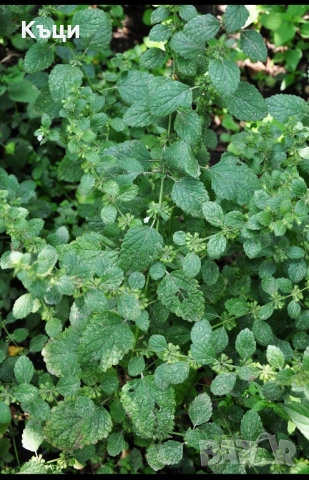 Маточина на корен цена 1,30лева за корен. 