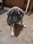 Продавам куче кане корсо, снимка 1