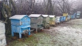 Продавам пчелни кошери обл.Враца, снимка 2