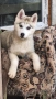 продавам сибирски хъскита и аляски маламут на 3 месеца , снимка 2