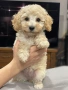 Мини пудели, женски, снимка 10