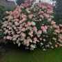 Хортензия „Vanille Fraise®“ (Hydrangea paniculata „Vanille Fraise®“), снимка 3