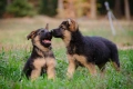 Малки немски овчарки, снимка 5