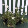 Анемоне бяло /3 броя, снимка 1 - Градински цветя и растения - 45359825