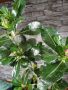Голям адениум(пустинна роза), снимка 1 - Стайни растения - 45116107