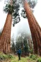 15 нови семена гигантска секвоя мамутово дърво sequoiadendron giganteum за декорация на двора  , снимка 2