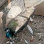 Едногодишни мъжки пауни, снимка 3