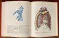 Атлас анатомии человека, Синельников, том 1-3, снимка 8