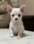 Прекрасно Мъжко Чихуахуа, снимка 2