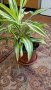 Калатея, снимка 7