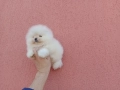 Бял мъжки Померан. Реални снимки!, снимка 6