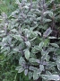 Шарена Салвия, Salvia officinalis, многогодишна, снимка 7